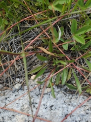 Penstemon albertinus