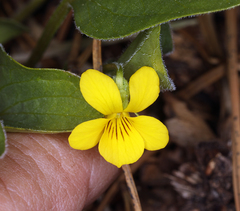 Viola praemorsa
