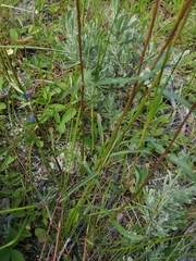 Penstemon albertinus