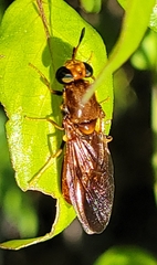 Hermetia concinna