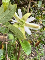 Passiflora alnifolia