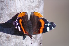 Vanessa atalanta