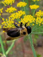 Xylocopa virginica