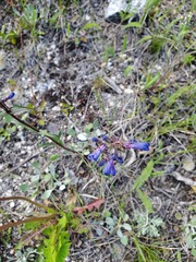 Penstemon albertinus