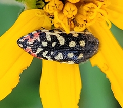 Acmaeodera paradisjuncta