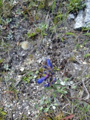 Penstemon albertinus