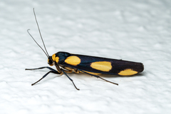 Monosyntaxis holmanhunti