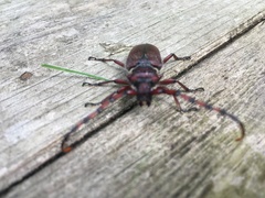 Deretrachys pellitus