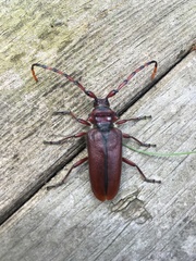 Deretrachys pellitus