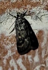 Loxostegopsis polle