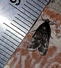 Loxostegopsis polle