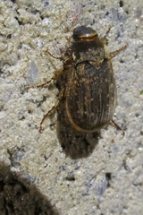 Odontria striata