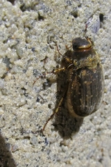 Odontria striata
