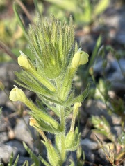 Castilleja tenuis