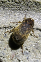 Odontria striata