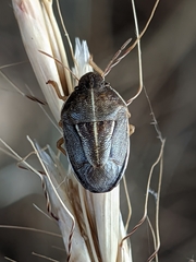 Neottiglossa flavomarginata