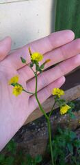 Youngia japonica