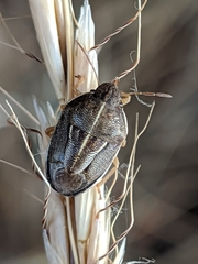 Neottiglossa flavomarginata