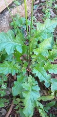 Youngia japonica