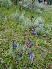 Penstemon albertinus