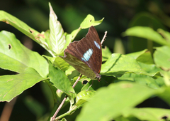 Archaeoprepona demophoon