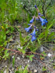 Penstemon albertinus