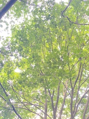 Celtis koraiensis
