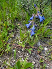 Penstemon albertinus