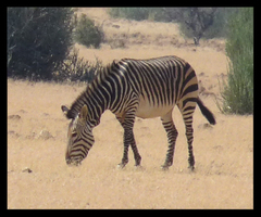 Equus zebra hartmannae