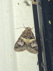 Drasteria grandirena