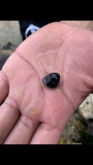 Tegula tridentata