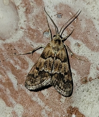 Noctueliopsis brunnealis