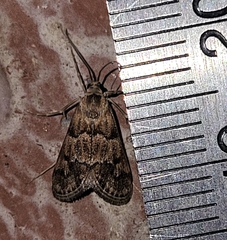 Noctueliopsis brunnealis