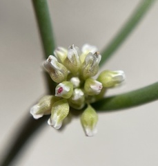 Eriogonum ampullaceum