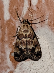 Noctueliopsis brunnealis