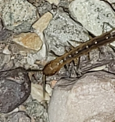 Arthrorhabdus pygmaeus