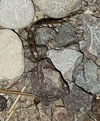 Arthrorhabdus pygmaeus