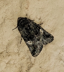Copanarta aurea