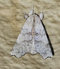 Olceclostera seraphica