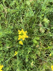 Lotus corniculatus