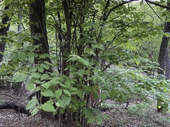 Tilia miqueliana