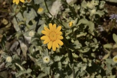 Eriophyllum lanatum lanceolatum