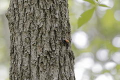 Stenelytrana emarginata