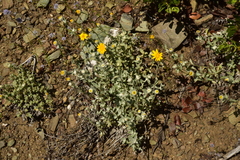 Eriophyllum lanatum lanceolatum