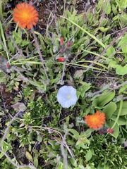 Calystegia spithamaea