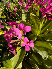 Primula parryi