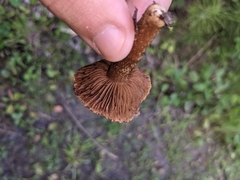 Russulales