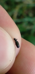 Microlestes linearis