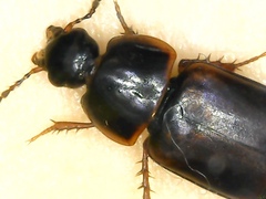 Tachinus lignorum