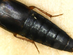 Tachinus lignorum